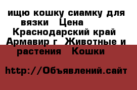 ищю кошку сиамку для вязки › Цена ­ 500 - Краснодарский край, Армавир г. Животные и растения » Кошки   